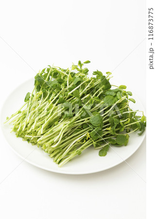 白皿に乗った豆苗 白バック 白皿に乗った豆苗 白バック 116873775