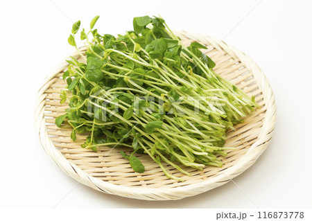 ザルに乗った豆苗 白バック ザルに乗った豆苗 白バック 116873778