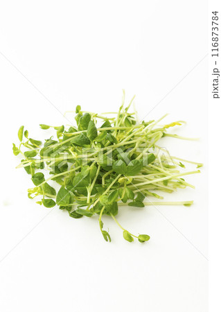 豆苗 白バック 豆苗 白バック 116873784