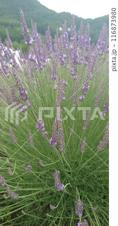 ラベンダーの株 116873980