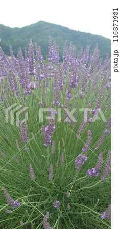 紫色が素敵なラベンダー 116873981