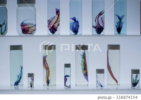 カラフルな魚の骨が瓶の中に入って並んでいる画像 116874154