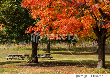 Fall foliage in Mont-Saint-Bruno National Park ( Parc national du Mont-Saint-Bruno ), maples turn red, yellow and orange in autumn. Saint-Bruno-de-Montarville, Quebec, Canada. 116874408