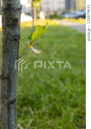 The first spring gentle leaves, buds and branches macro background. The first spring gentle leaves, buds and branches macro background. 116874631