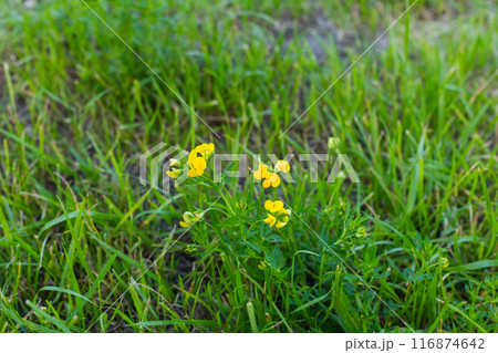 Wildflowers in a colorful mix, bee meadow,bees. Wildflowers in a colorful mix, bee meadow,bees. 116874642