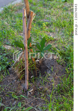 young chestnut tree with stake to grow straight. planting chestnut tree in the garden young chestnut tree with stake to grow straight. planting chestnut tree in the garden 116874643
