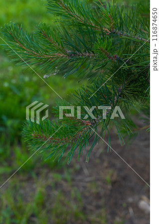 close up of pine needles, green spruce branch, nature background. 116874650