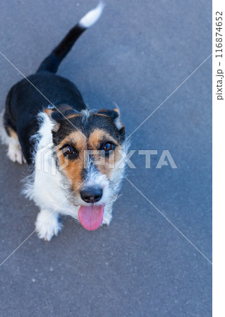 A dog Jack Russell Terrier walking on the gray background A dog Jack Russell Terrier walking on the gray background 116874652