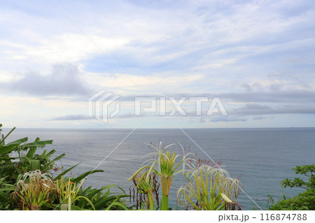 曇り空　海　ハマユウ　白色の花 116874788