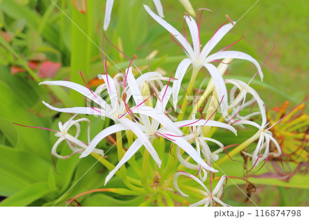 ハマユウ 白色の花 ハマユウ 白色の花 116874798