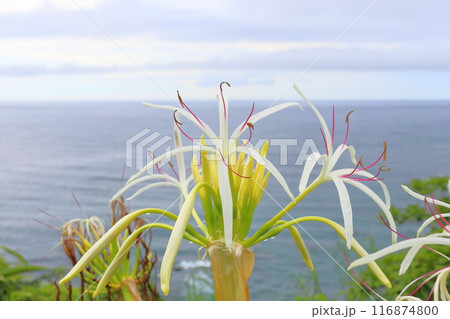 曇り空　海　ハマユウ　白色の花 116874800