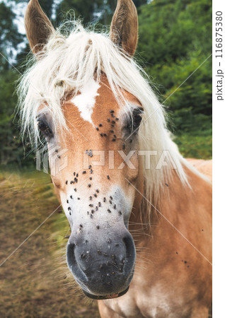 A horse with flies on its muzzle 116875380