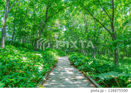 木漏れ日が注ぐ夏の遊歩道（道イメージ） 116875500