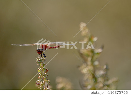 晩秋の枯れ草に留まる赤とんぼ 116875796
