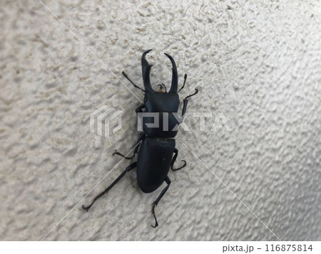 壁につかまるコクワガタ 壁につかまるコクワガタ 116875814