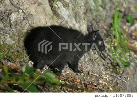 奄美大島の生き物 奄美大島の生き物 116875885