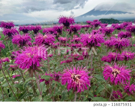 花火のように咲くタイマツバナ 花火のように咲くタイマツバナ 116875931