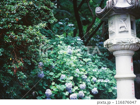 日本の風景 116876047