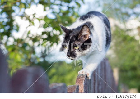 Black and white spotted cat walking on old wooden fence Black and white spotted cat walking on old wooden fence 116876174