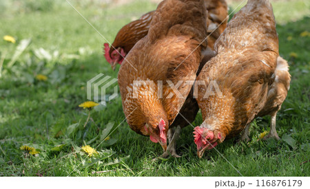 Close up of red chicken on a farm in nature. Hens in a free throw farm. Hens walk in the yard of the farm. The concept of rural life. Agriculture. Country life 116876179