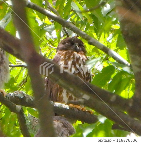 アオバズク4 116876336