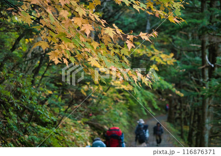 紅葉する森を歩く登山者 116876371
