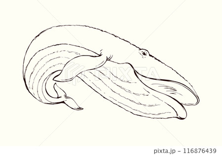 Vector drawing. Whale swims in the sea Vector drawing. Whale swims in the sea 116876439