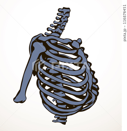Vector drawing. Thorax and ribs Vector drawing. Thorax and ribs 116876451