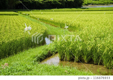 夏の稲穂《水田風景》 116876933