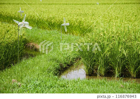 夏の稲穂《水田風景》 116876943