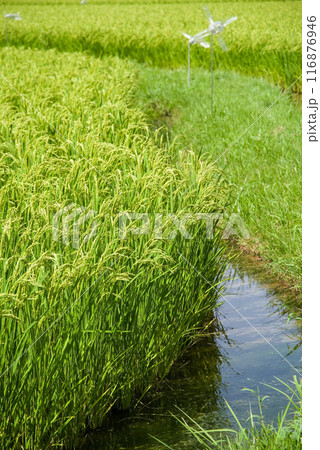 夏の稲穂《水田風景》 116876946
