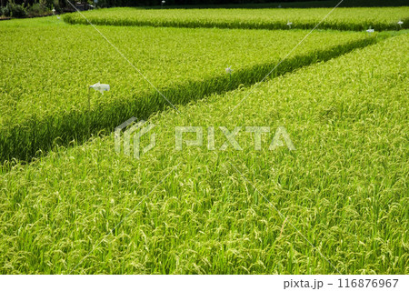 夏の稲穂《水田風景》 夏の稲穂《水田風景》 116876967