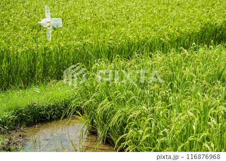 夏の稲穂《水田風景》 116876968