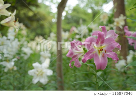 日本、東京、日比谷公園の百合の花 日本、東京、日比谷公園の百合の花 116877046