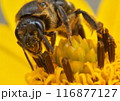 蜜蜂 116877127