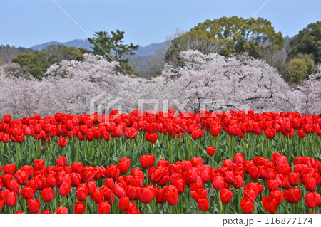 京都府立植物園のチューリップとサクラ 京都府立植物園のチューリップとサクラ 116877174