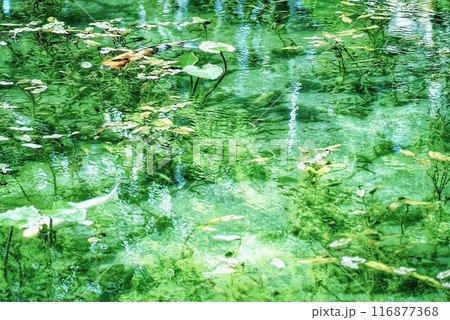 岐阜県　関市　名もなき池 116877368