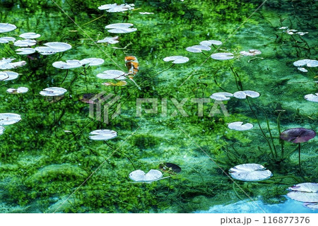岐阜県　関市　名もなき池 116877376