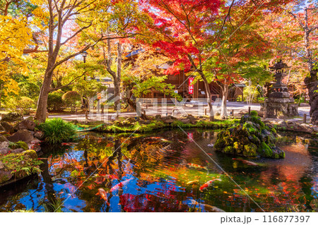 《長野県》紅葉期の小諸城址懐古園　懐古神社 116877397