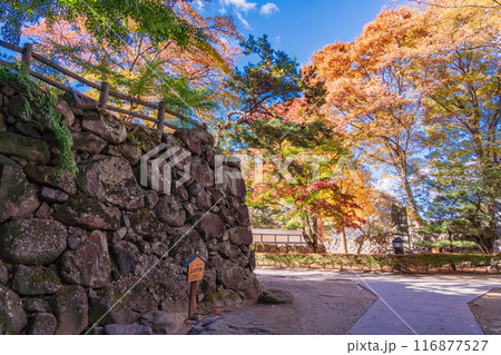 《長野県》紅葉期の小諸城址懐古園 石積み 《長野県》紅葉期の小諸城址懐古園 石積み 116877527