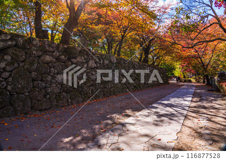 《長野県》紅葉期の小諸城址懐古園　石積み 116877528