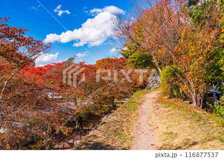 《長野県》紅葉期の小諸城址懐古園　石積み 116877537