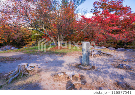 《長野県》紅葉期の小諸城址懐古園　石積み 116877541