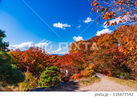 《長野県》紅葉期の小諸城址懐古園 石積み 《長野県》紅葉期の小諸城址懐古園 石積み 116877542