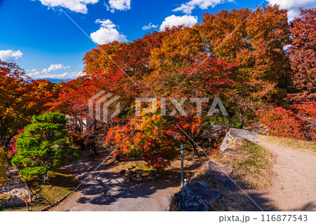 《長野県》紅葉期の小諸城址懐古園 石積み 《長野県》紅葉期の小諸城址懐古園 石積み 116877543