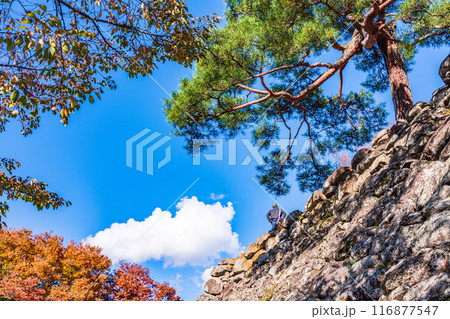 《長野県》紅葉期の小諸城址懐古園　石積み 116877547