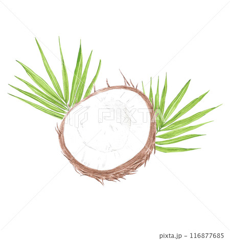 Hand drawn watercolor tropical leaves and brown coconut isolated on white background. Can be used for post card, label, scrapbook and other printed products. 116877685