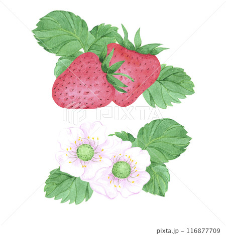Hand drawn watercolor strawberry with leaves and strawberry blossom composition set isolated on white background. Can be used for label, card and other printed products. 116877709
