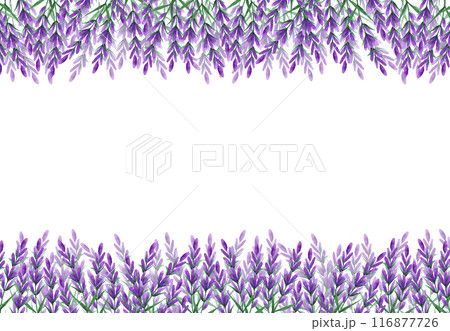 Hand drawn watercolor lavender wildflower frame border isolated on white background. Can be used for cards, invitation, poster and other printed products. Hand drawn watercolor lavender wildflower frame border isolated on white background. Can be used for cards, invitation, poster and other printed products. 116877726