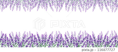 Hand drawn watercolor lavender flowers frame border isolated on white background. Can be used for banner, invitation and other printed products. Hand drawn watercolor lavender flowers frame border isolated on white background. Can be used for banner, invitation and other printed products. 116877727